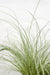 Carex Comans 'Frosted Curls' - ↨30Cm - Ø14 - Gress - Uteplante