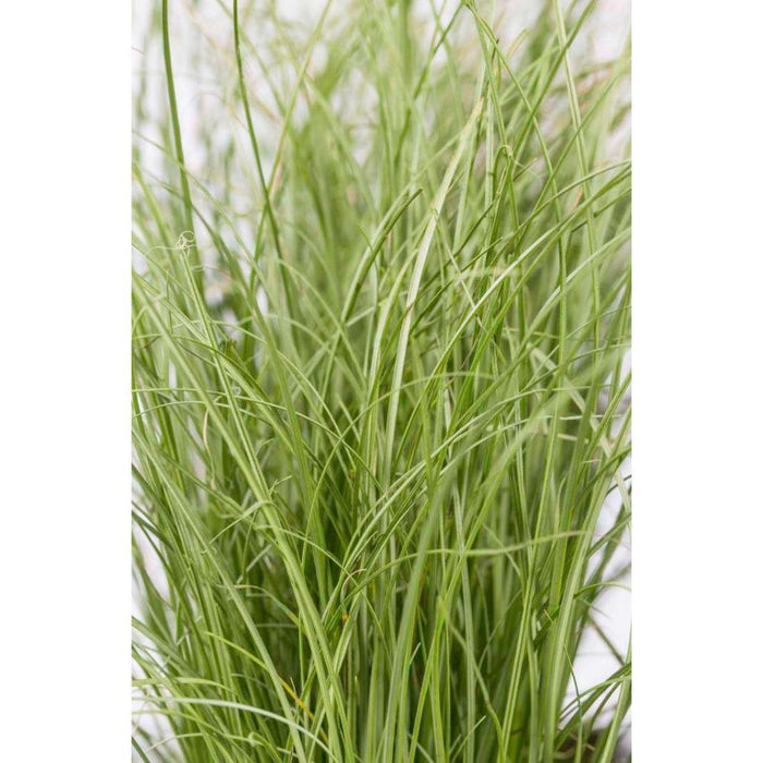 Carex Comans 'Frosted Curls' - ↨30Cm - Ø14 - Gress - Uteplante