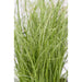 Carex Comans 'Frosted Curls' - ↨30Cm - Ø14 - Gress - Uteplante