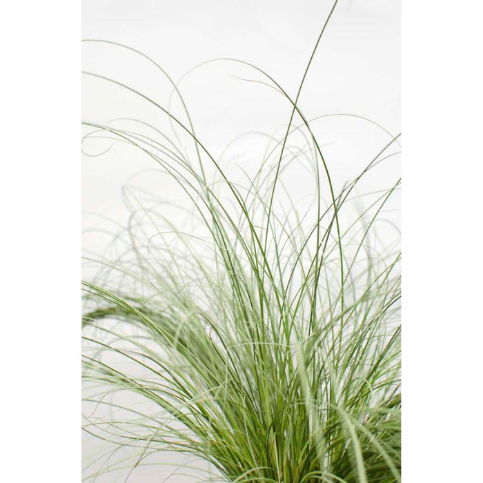 Carex Comans 'Frosted Curls' - ↨30Cm - Ø14 - Gress - Uteplante