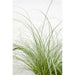 Carex Comans 'Frosted Curls' - ↨30Cm - Ø14 - Gress - Uteplante