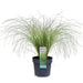 Carex Comans 'Frosted Curls' - ↨30Cm - Ø14 - Gress - Uteplante