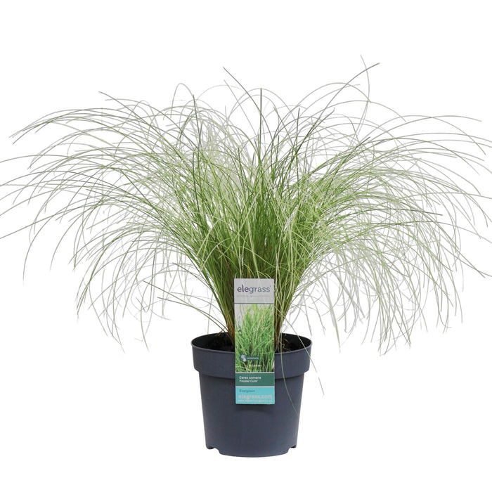 Carex Comans 'Frosted Curls' - ↨30Cm - Ø14 - Gress - Uteplante