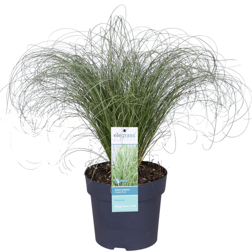 Carex Comans 'Frosted Curls' - ↨30Cm - Ø14 - Gress - Uteplante