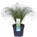 Carex Comans 'Frosted Curls' - ↨30Cm - Ø14 - Gress - Uteplante