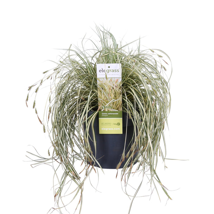 Carex Hachijoensis 'Evergold'