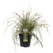 Carex Hachijoensis 'Evergold'