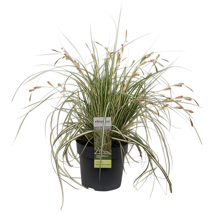 Carex Hachijoensis 'Evergold'