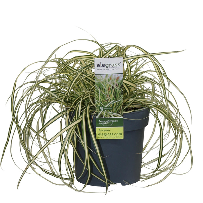 Carex Hachijoensis 'Evergold'