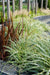 Carex Hachijoensis 'Evergold'