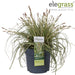 Carex Hachijoensis 'Evergold'