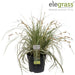 Carex Hachijoensis 'Evergold'