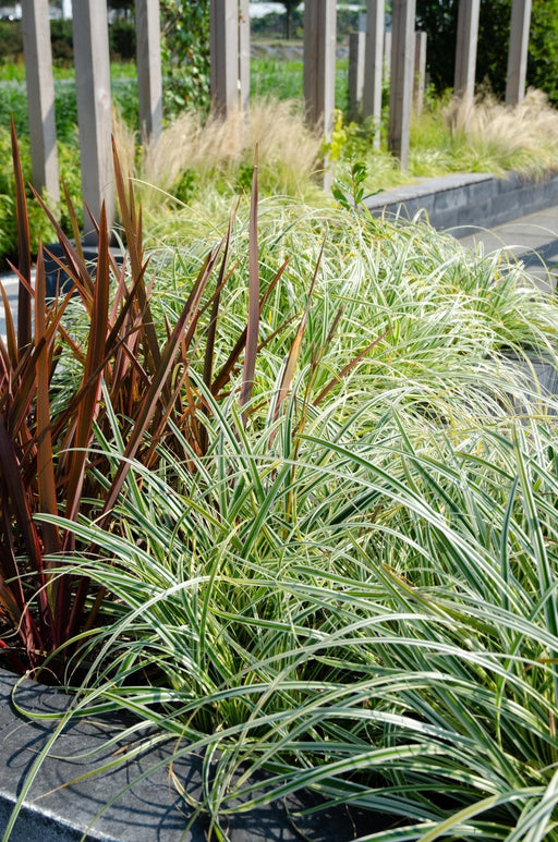 Carex Hachijoensis 'Evergold' - Sett Med 3