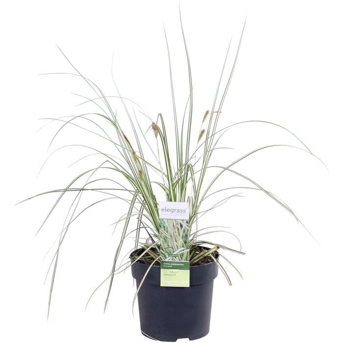 Carex Hachijoensis 'Evergold' - Sett Med 3