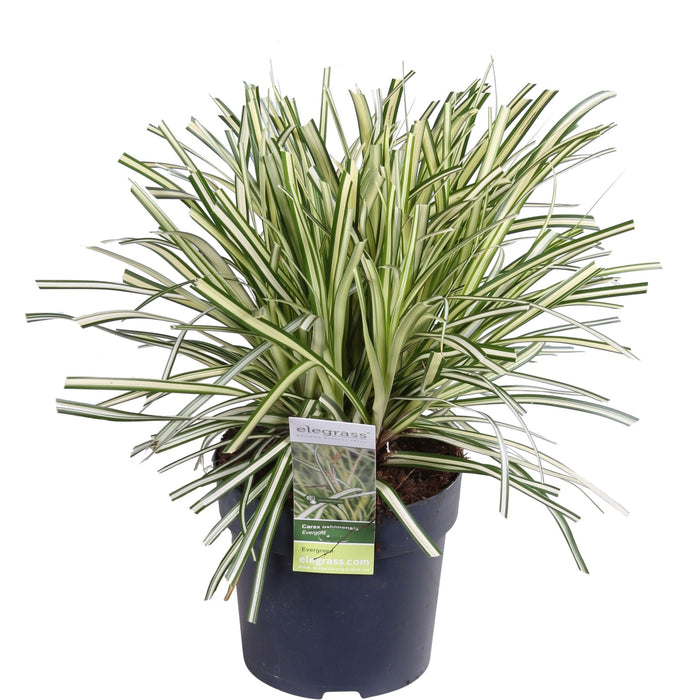 Carex Hachijoensis 'Evergold' - Sett Med 3