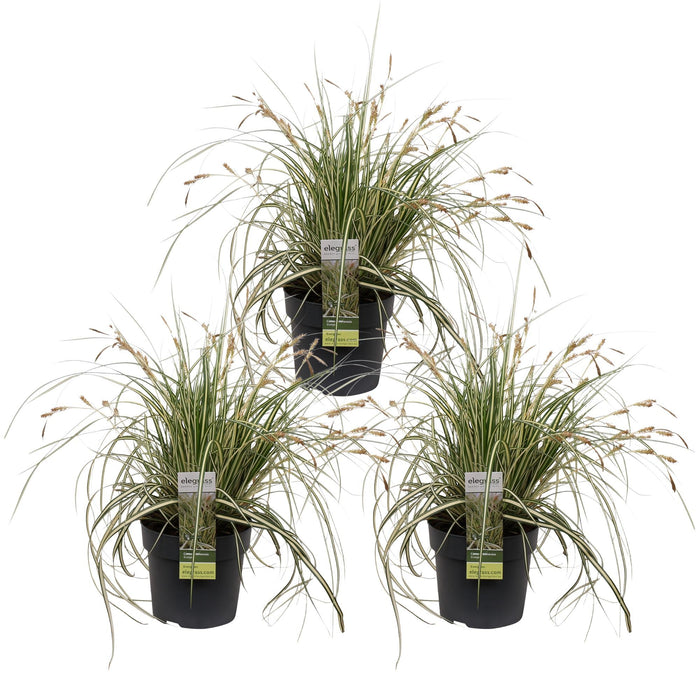 Carex Hachijoensis 'Evergold' - Sett Med 3