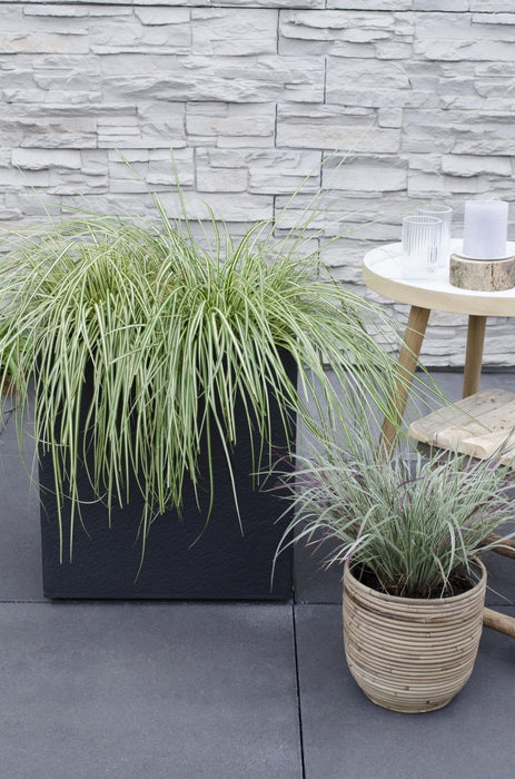 Carex Hachijoensis 'Evergold' - Sett Med 3