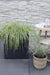 Carex Hachijoensis 'Evergold' - Sett Med 3