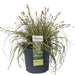 Carex Hachijoensis 'Evergold'