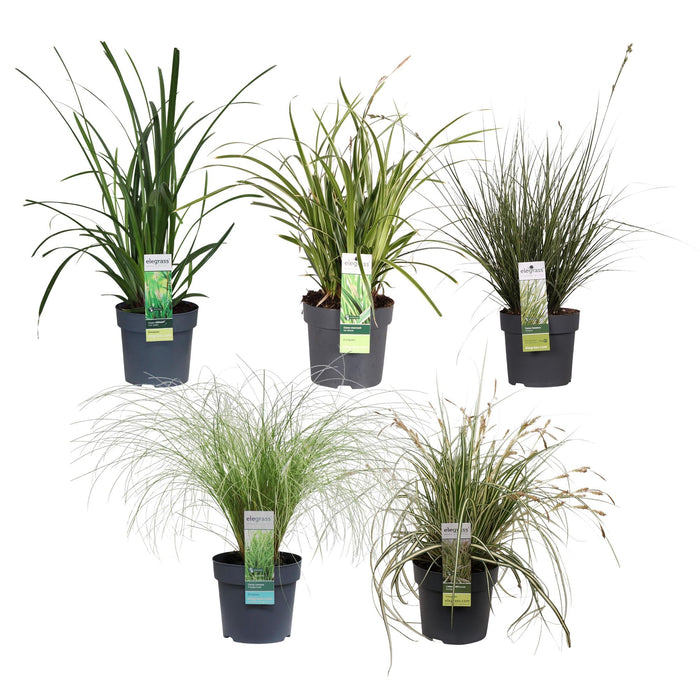 Carex, Sett Med 5 Planter - H30Cm, Ø14Cm - Uteplanter