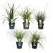 Carex, Sett Med 5 Planter - H30Cm, Ø14Cm - Uteplanter