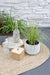 Carex, Sett Med 5 Planter - H30Cm, Ø14Cm - Uteplanter