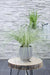 Carex, Sett Med 5 Planter - H30Cm, Ø14Cm - Uteplanter