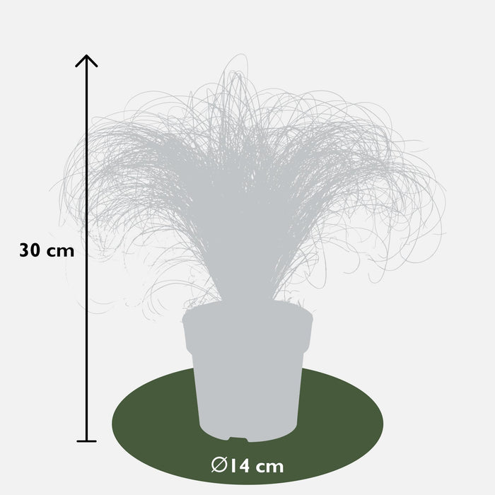 Carex, Sett Med 5 Planter - H30Cm, Ø14Cm - Uteplanter