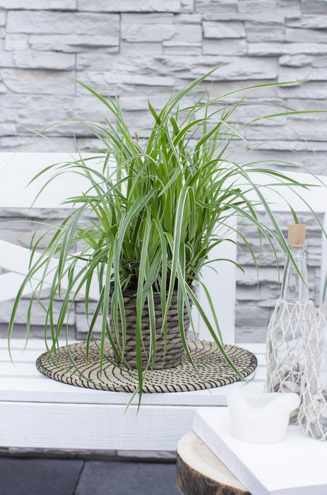 Carex, Sett Med 5 Planter - H30Cm, Ø14Cm - Uteplanter