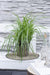 Carex, Sett Med 5 Planter - H30Cm, Ø14Cm - Uteplanter