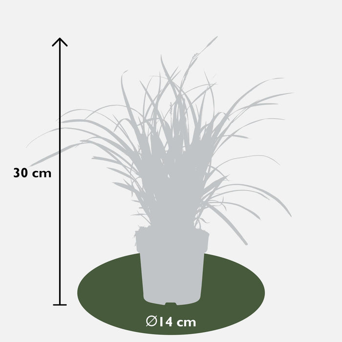 Carex, Sett Med 5 Planter - H30Cm, Ø14Cm - Uteplanter