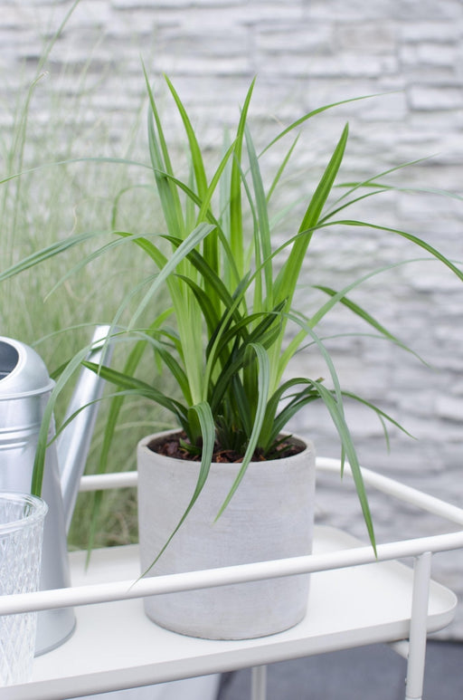 Carex, Sett Med 5 Planter - H30Cm, Ø14Cm - Uteplanter