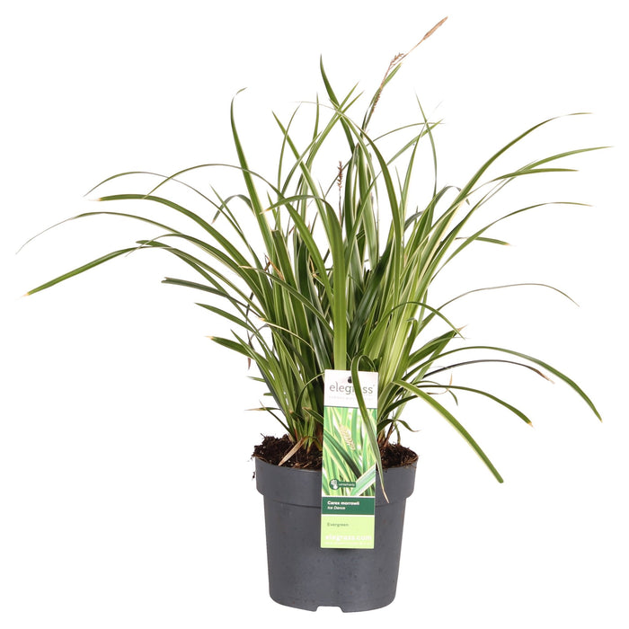 Carex Morrowii 'Ice Dance'