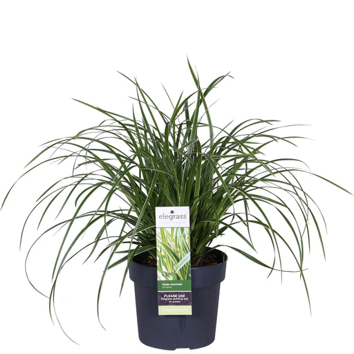 Carex Morrowii 'Ice Dance'