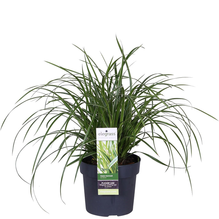 Carex Morrowii 'Ice Dance'