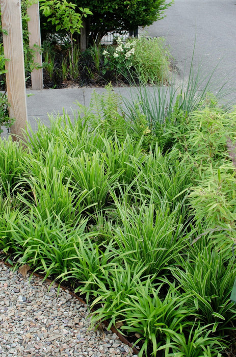 Carex Morrowii 'Ice Dance'