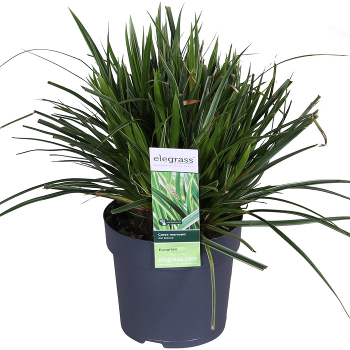 Carex Morrowii 'Ice Dance'