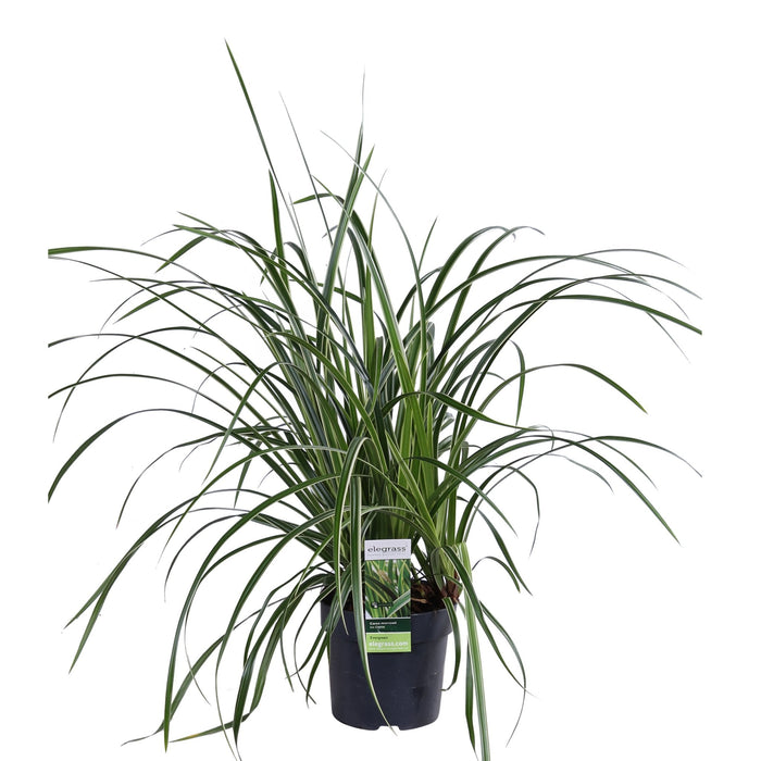 Carex Morrowii 'Ice Dance'