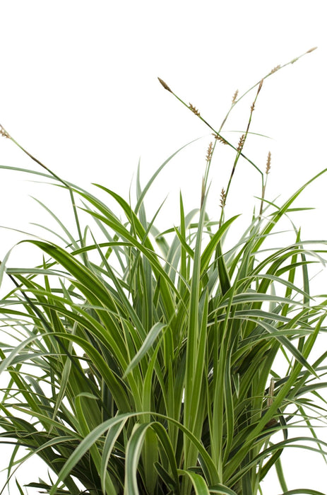 Carex Morrowii 'Ice Dance' - Sett Med 3