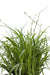 Carex Morrowii 'Ice Dance' - Sett Med 3