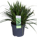 Carex Morrowii 'Ice Dance' - Sett Med 3