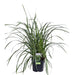 Carex Morrowii 'Ice Dance' - Sett Med 3