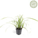 Carex Morrowii 'Ice Dance' - Sett Med 6