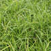 Carex Morrowii 'Ice Dance' - Sett Med 6