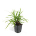 Carex Morrowii 'Ice Dance' - Sett Med 6