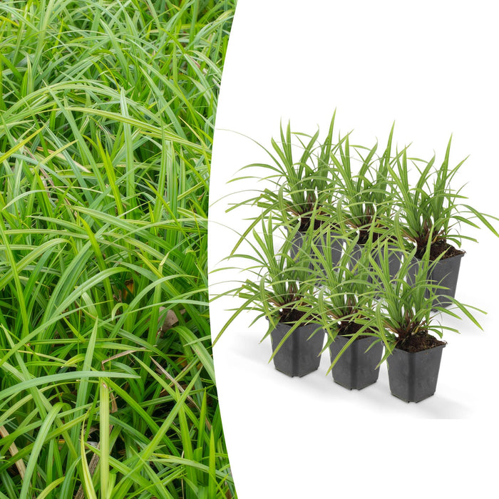 Carex Morrowii 'Ice Dance' - Sett Med 6