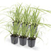 Carex Morrowii 'Ice Dance' - Sett Med 6