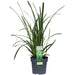 Carex Morrowii 'Irish Green'