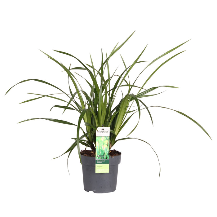 Carex Morrowii 'Irish Green'