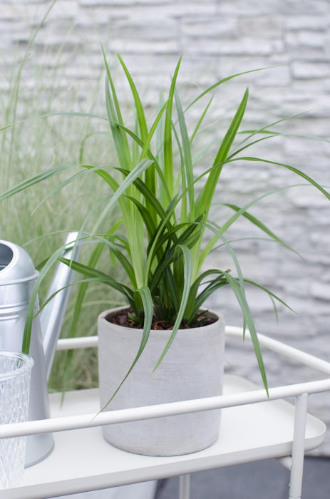 Carex Morrowii 'Irish Green'